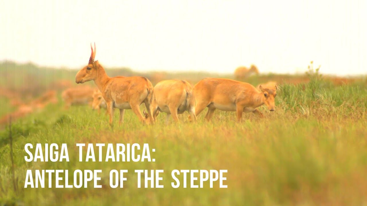 Saigas: the steppe antelopes | Сайгаки: степные антилопы