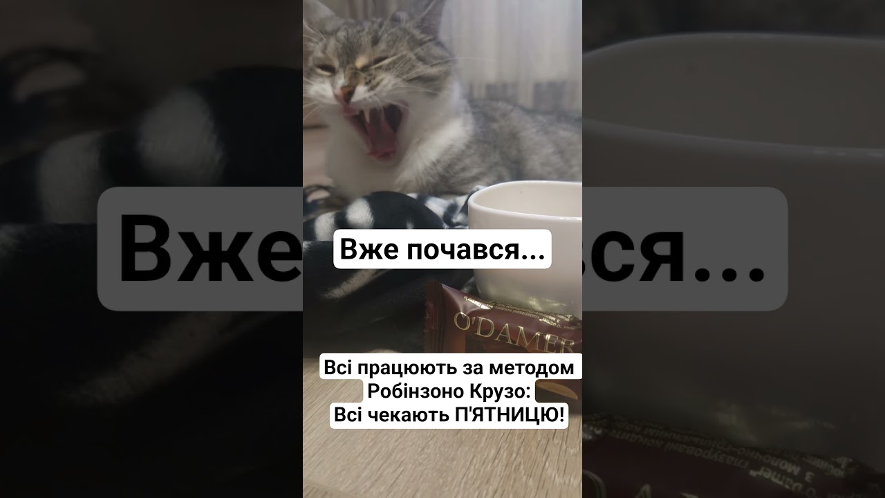 РАНКОВА П'ЯТНИЦЯ #shorts #cat #юмор #прикольныекоты #мем