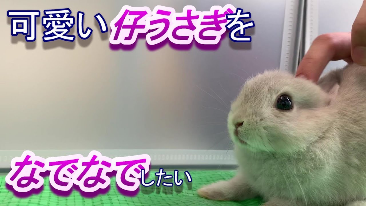 我が家に可愛い子ウサギがやってきた