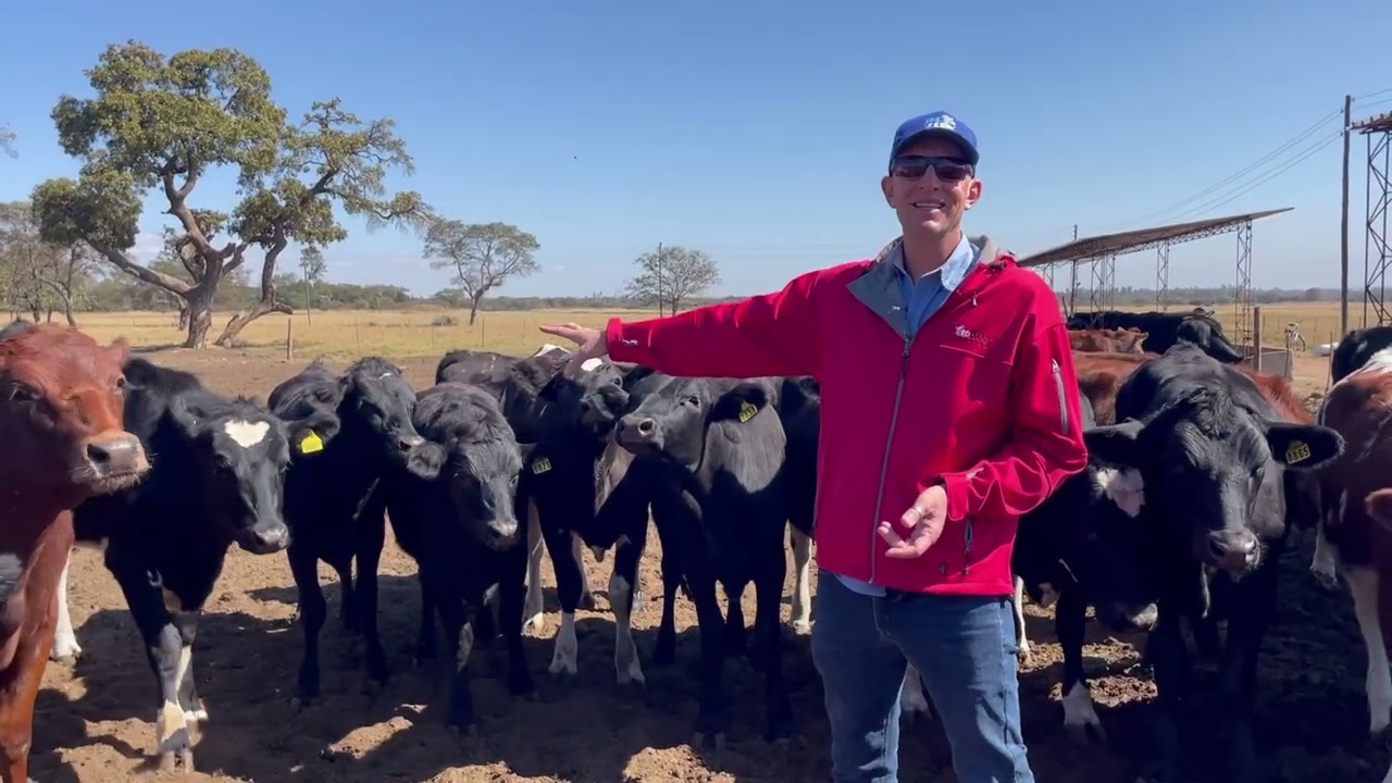 Tip of the Month: Three way Cross Breeding