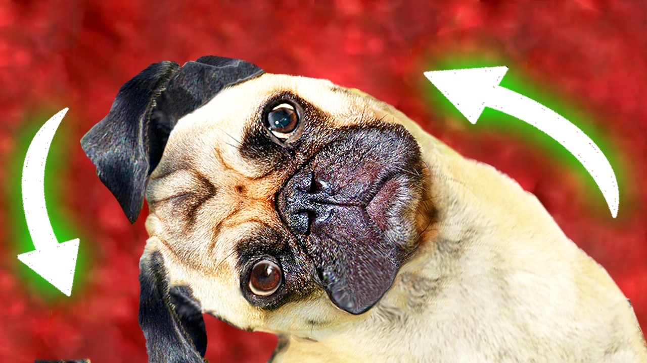 5 SONIDOS para PERROS para que MUEVAN la CABEZA - [Garantizado]