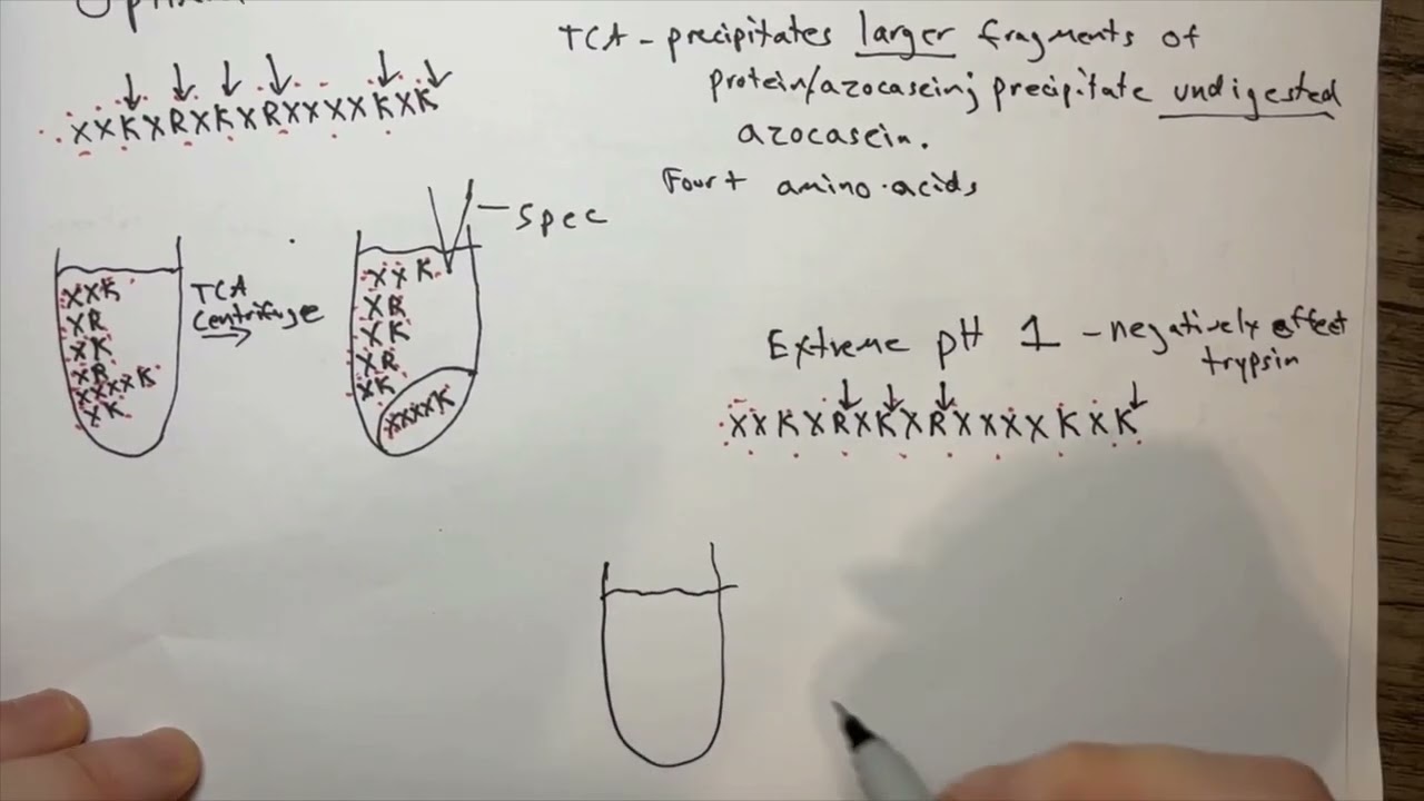 Azocasein Assay: Analysis of Trypsin's Protease Activity