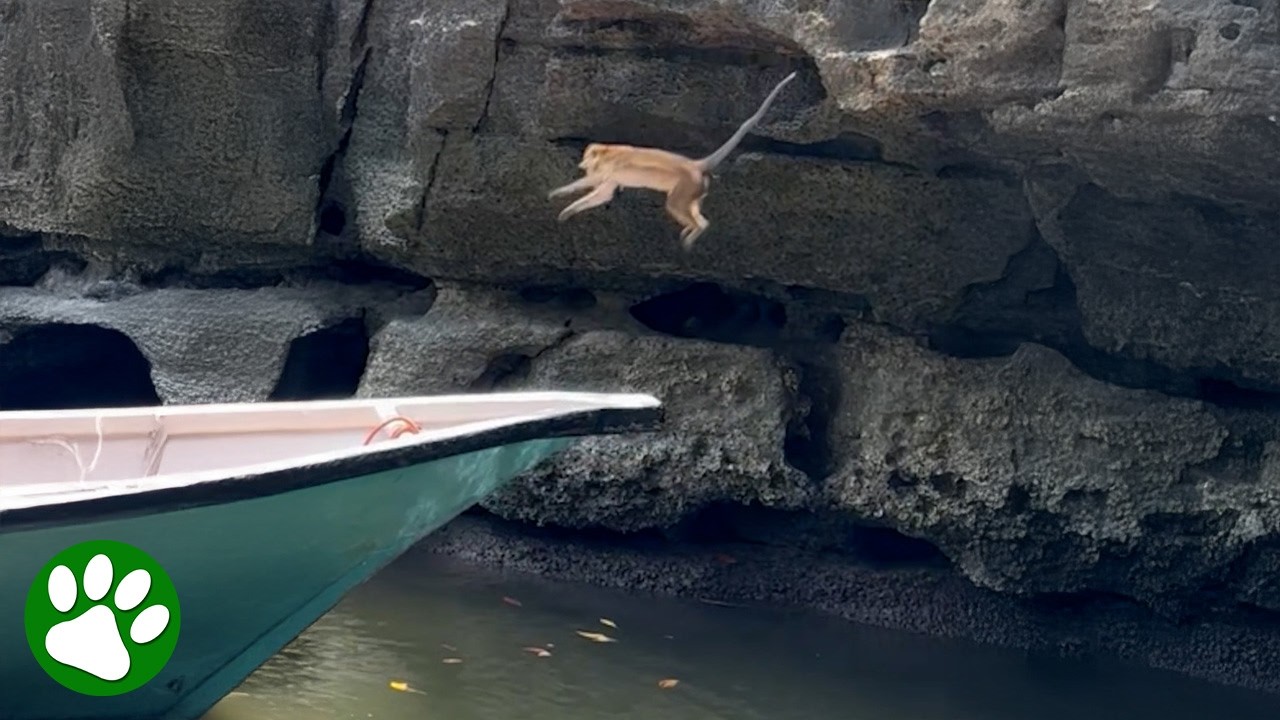 With One Impressive Leap, She Saves Her Baby 💕