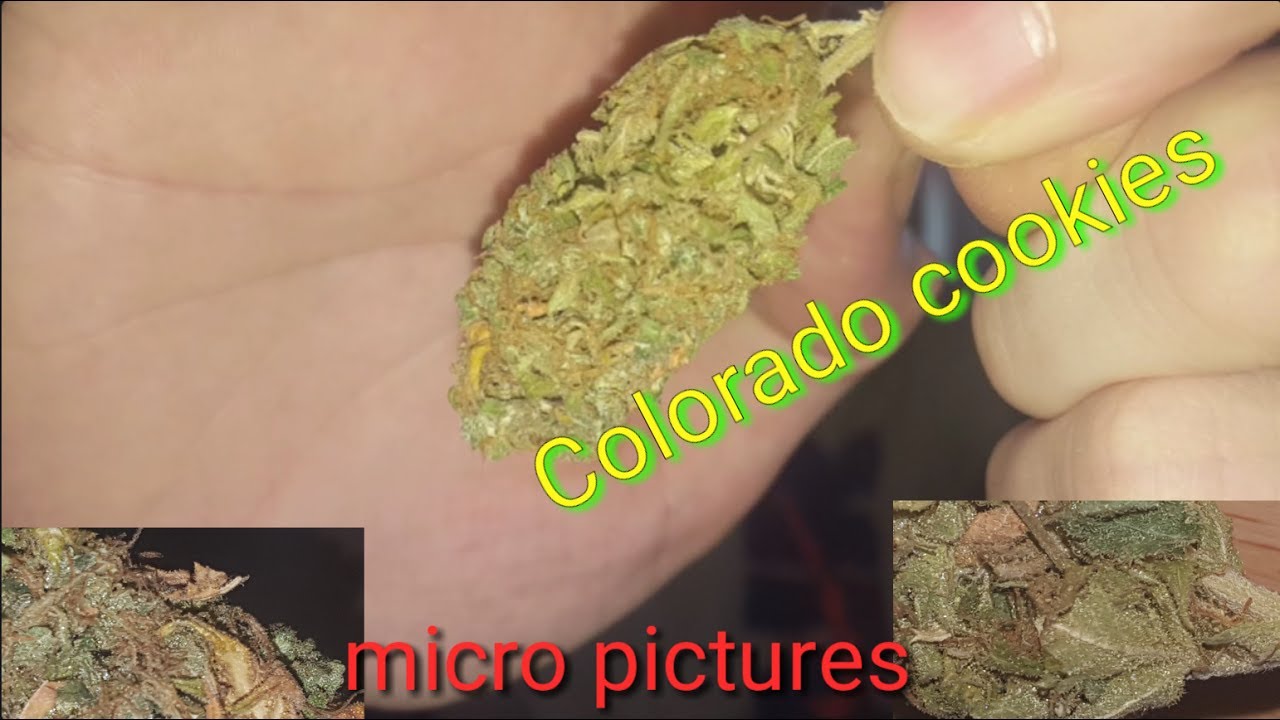 (NEW CANNABIS STRAIN UK) Colorado Cookies review