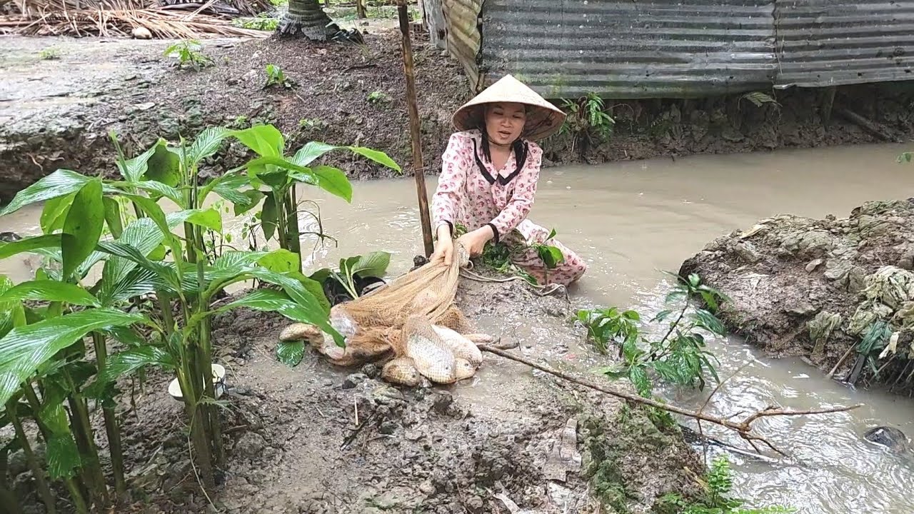 Nàng Dâu Một Mình Ra Vườn Vật Lộn với Đàn Cá Không Ngờ Phải Lọt Xuống Ao | BQCM & Family T1099