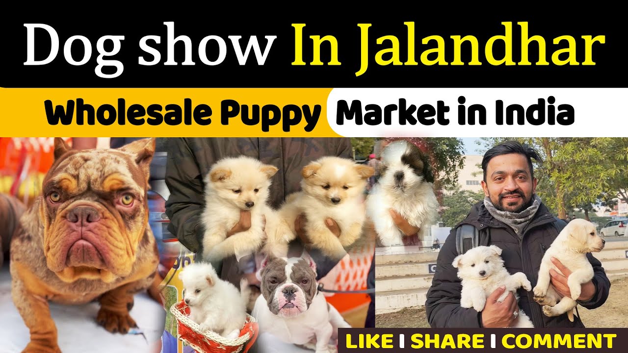 Wholesale Puppy Market in Jalandhar | Dog show In Jalandhar 2024 II PET CLUES #dogshow2024