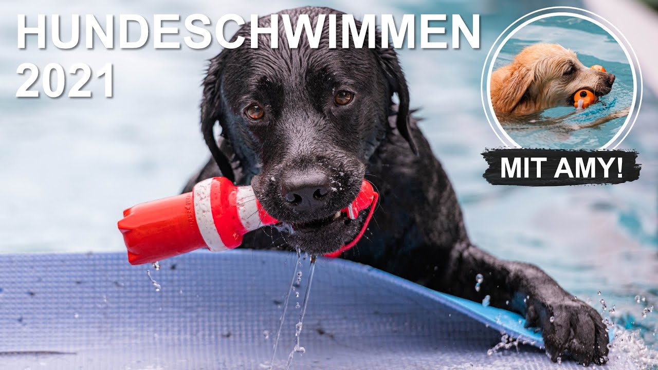 Cedric der Labrador - 127 | Hundeschwimmen 2021 – Mit Amy!