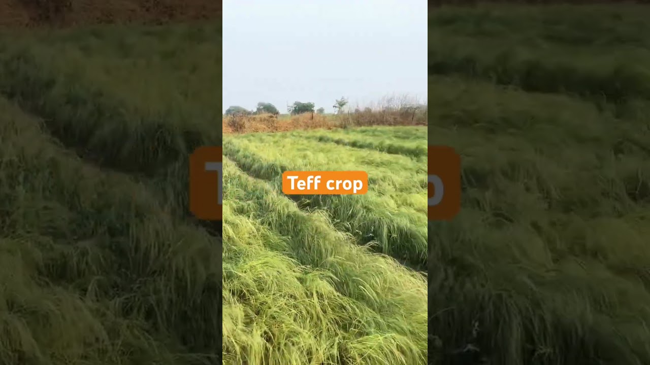 Teff crop #uasraichur #experiment #teff #farming #crops #croprotation #cropfarmer #cultivation #icar
