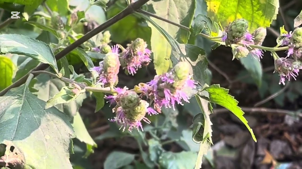 रुदिलो Rudilo (Pogostemon benghalensis) – Powerful Himalayan Medicinal Herb  | Benefits, Uses 