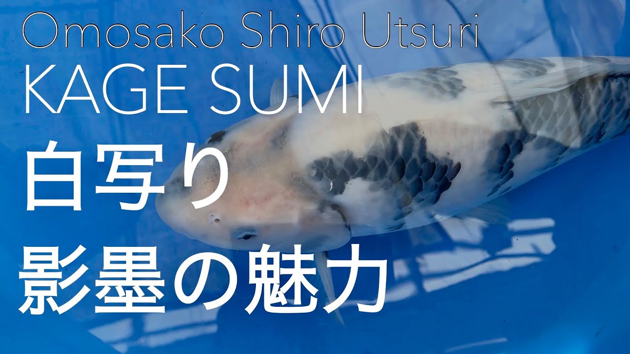 [Omosako Shiro Utsuri with kage-sumi 面迫白写り　影墨の魅力] Doki Doki Koi episode 2 tategoi Shiro Utsuri
