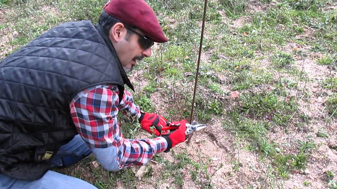 Su Boe Anno I - La prima potatura delle barbatelle (potatura di allevamento)