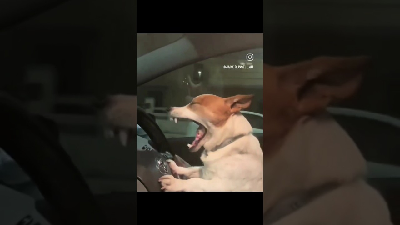 Bro is tired  🥱 Driving alone after dropping your homies 😴  dog drive car