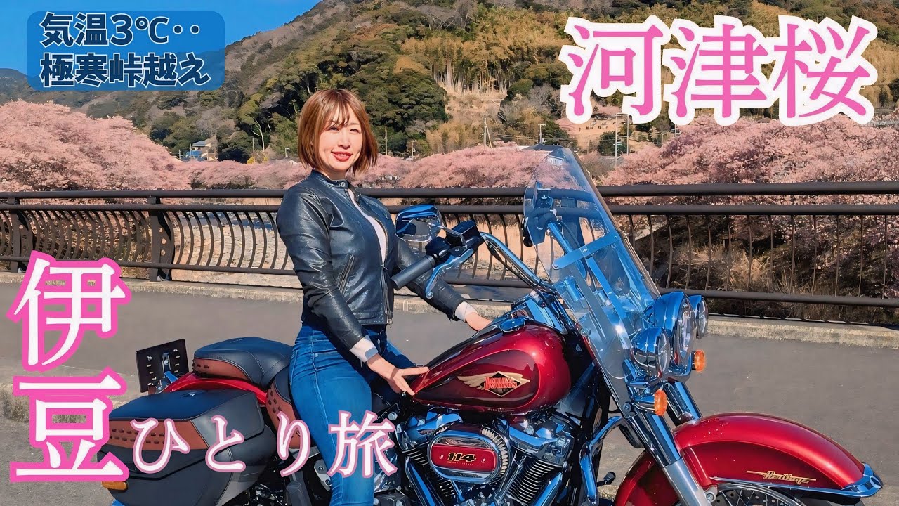 【2026最新】気温3℃の極寒峠越え…🥶 満開の河津桜と絶景温泉に癒やされた伊豆ソロツーリング【Harley-Davidson】