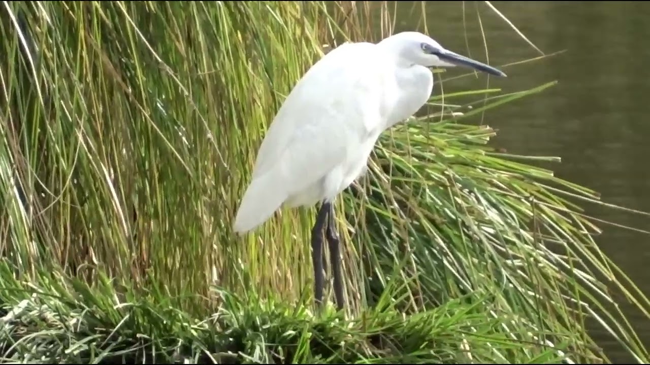 Aigrette Garzette