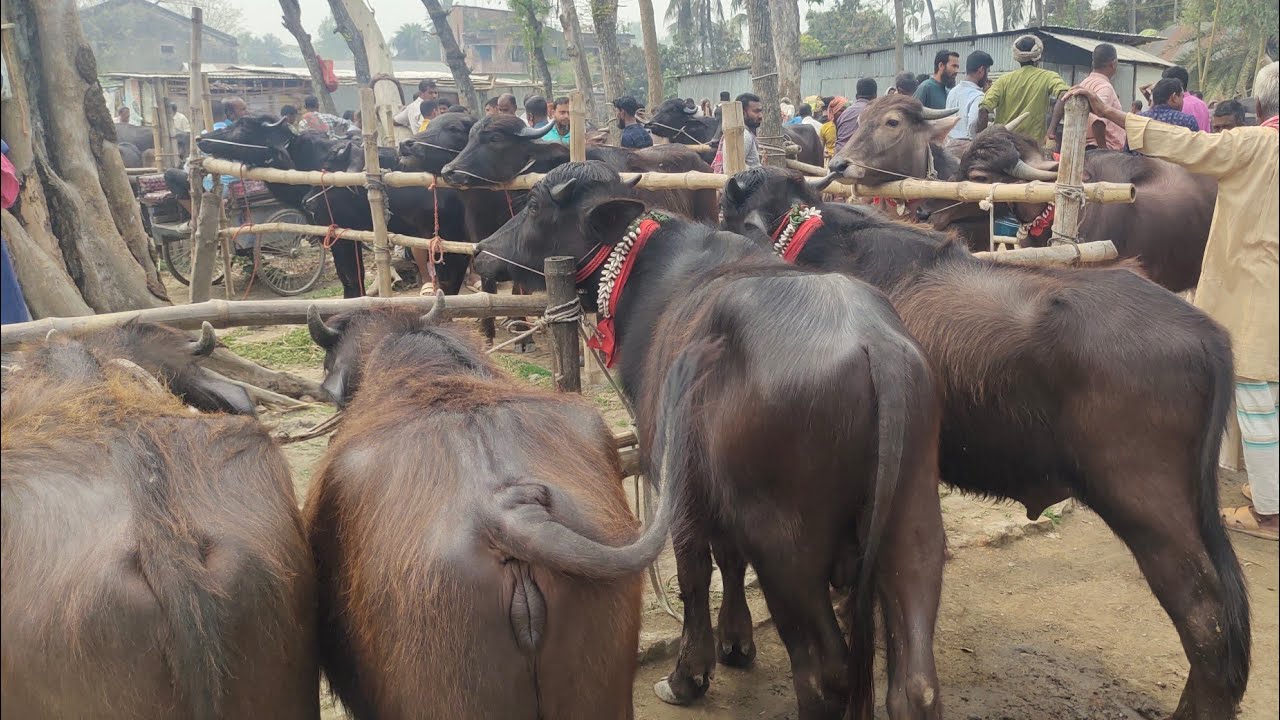 মাঝারি ইন্ডিয়ান মহিষের বাচ্চা এবং হাইব্রিড মহিষের বাচ্চার দরদাম জানুন পাঁচবিবি বাজার থেকে