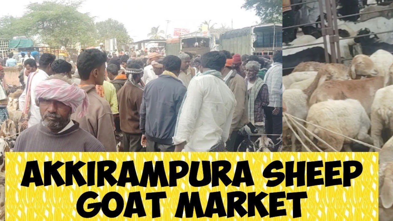 Akkirampura  sheep goat market@  agrianimals