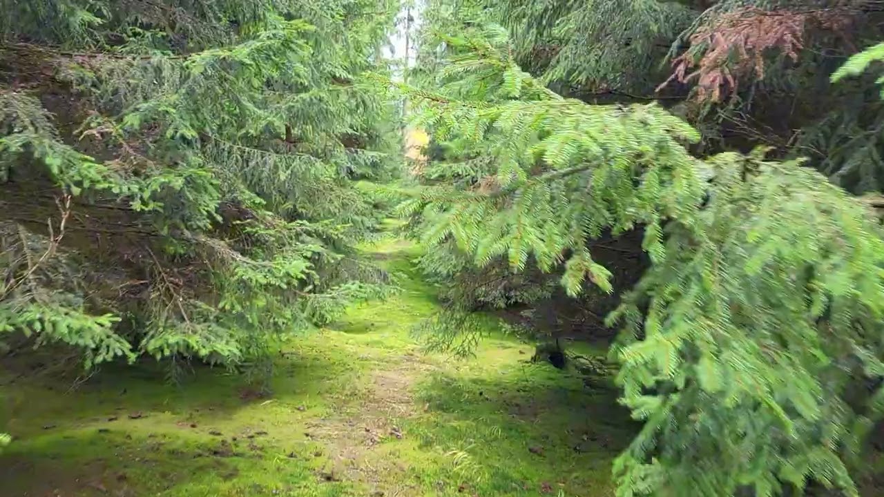 Märchenwald - Sprachlos vor Schönheit