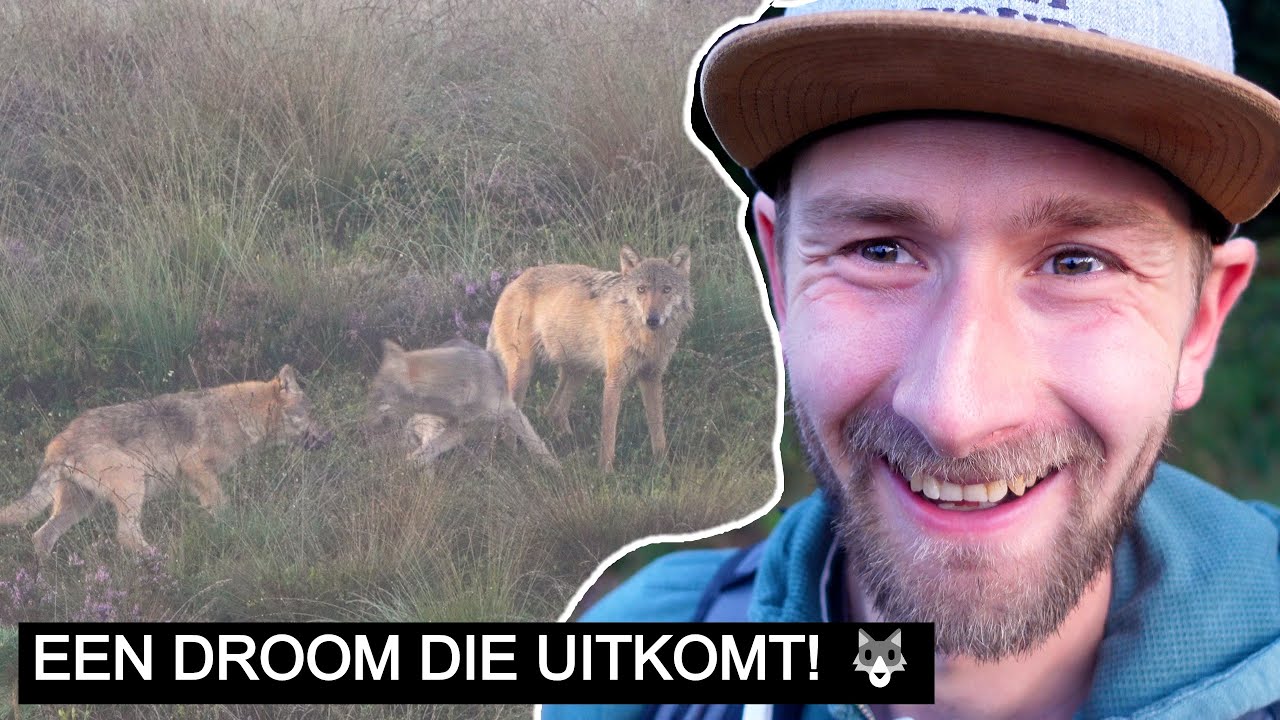 #311: WOLF VOOR DE CAMERA 🐺🎥! | Sony A7 IV