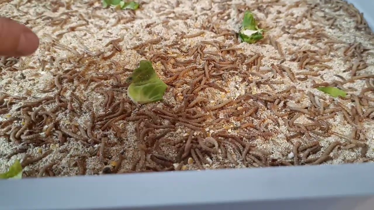 Eigene Mehlwurm-Zucht | Eiweißfutter für Hühner autark selber erzeugen - Alle Infos