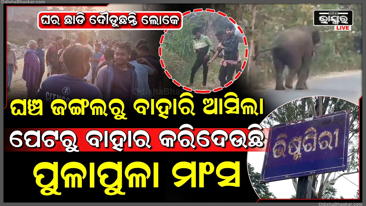 ଭୟଙ୍କର ଗର୍ଜନ କରି ଘଞ୍ଚ ଜଙ୍ଗଲରୁ ବାହାରି ଆସିଲା ଦନ୍ତା ହାତୀ, ୨ ଜଣଙ୍କୁ ଦଳିଦେଇ ଚାଲିଗଲା I
