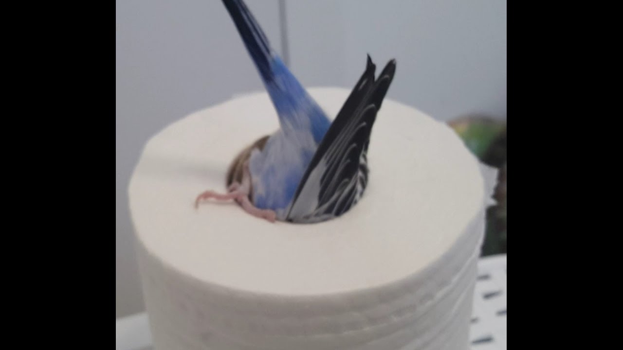Jessie The Budgie playing with toilet roll & shredding it