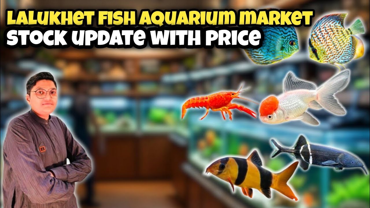Lalukhet Fish Aquarium Market | Latest Stock Update with Prices 2025🐟🐠 @KamiRazzaq 