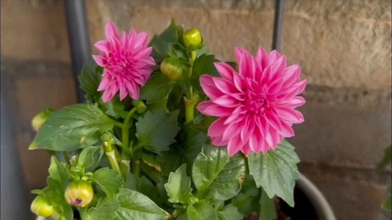 Yildiz cigegi / Dahlia -  ekimi ve bakimi nasil oluyor?