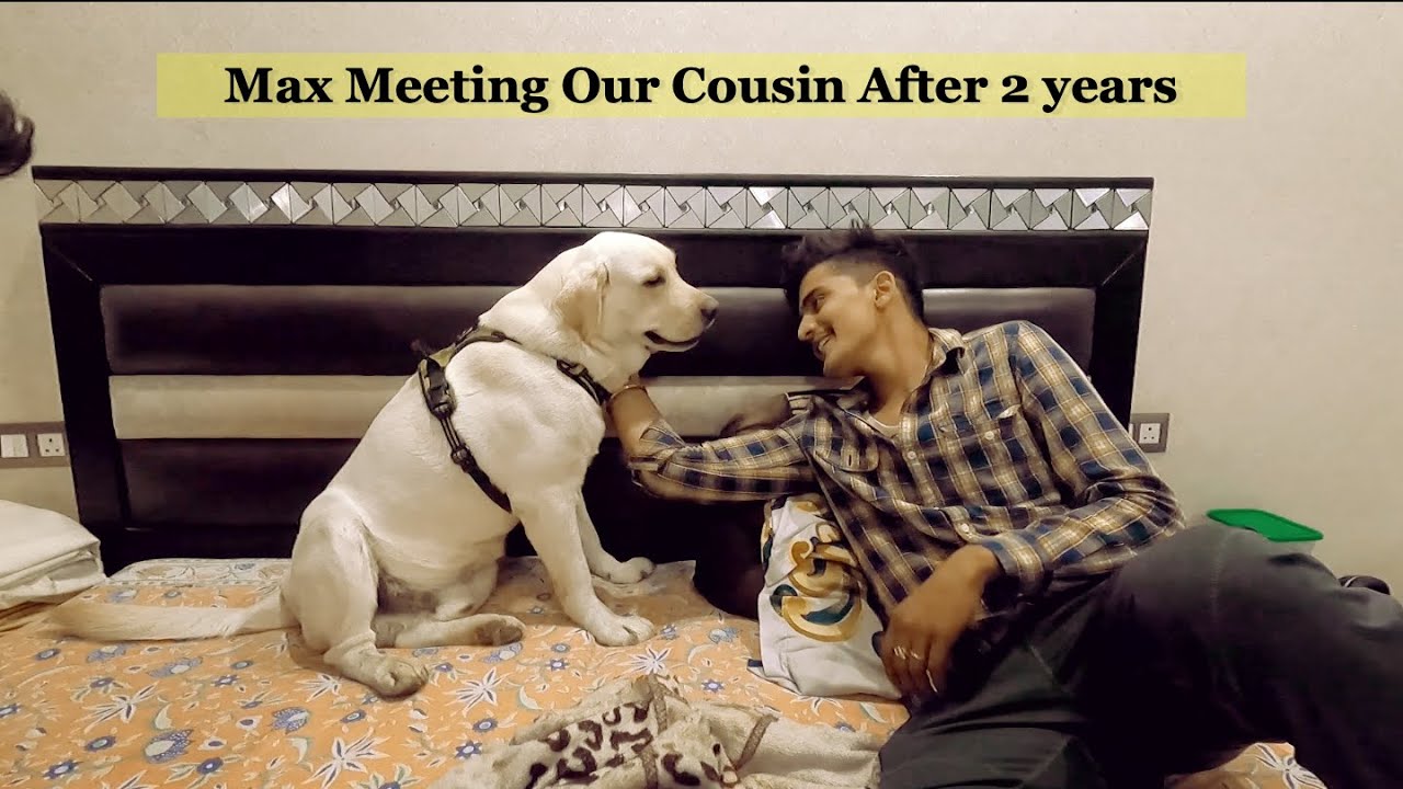 Labrador Dog Didnt Recognise Our Cousin On Meeting After 2 years, But Later....