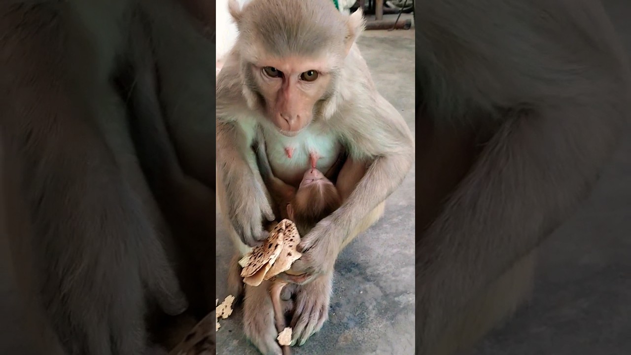 monkey baby sleeping #monkey #monkeyvideo #bandar