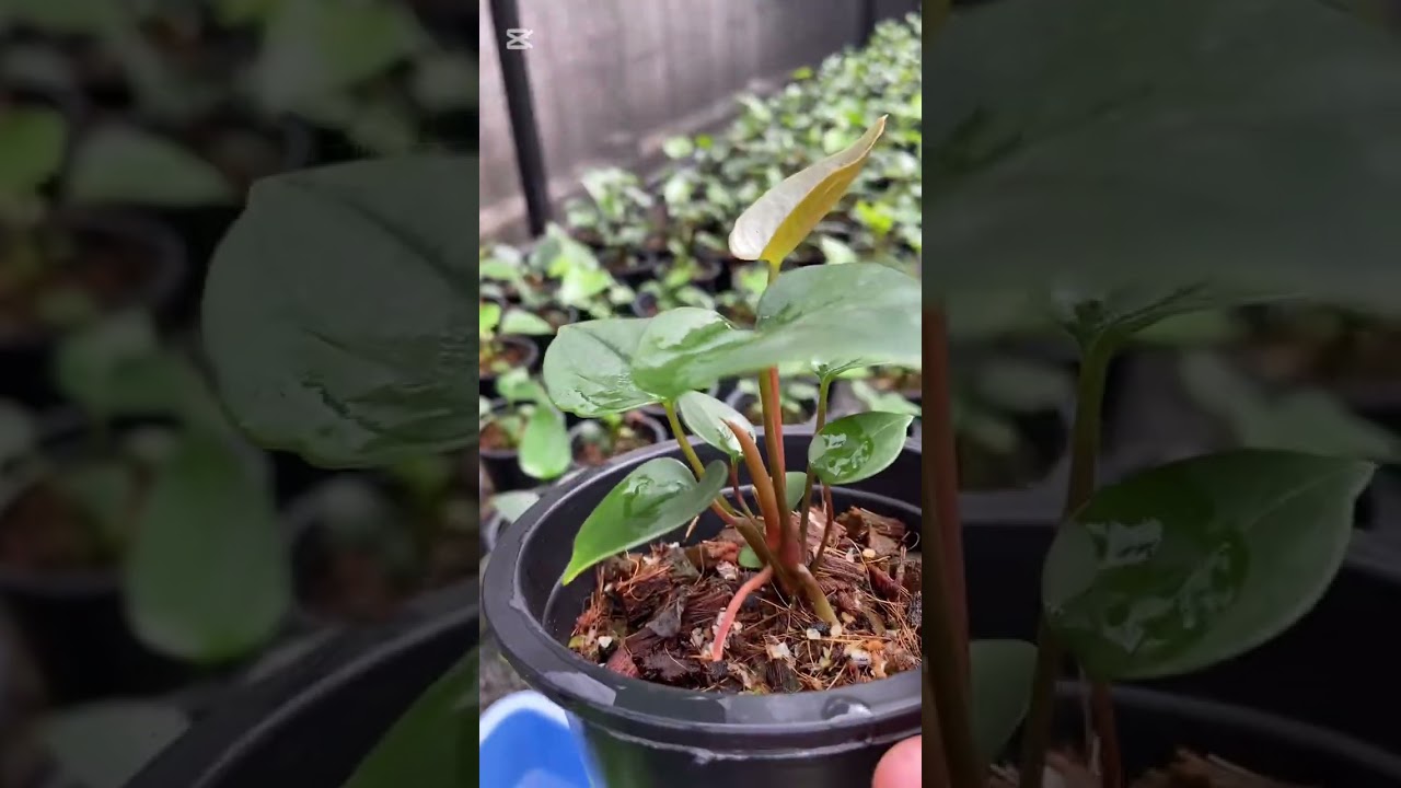 November 17, 2025 ලස්සන පැකේජ් 3ක්🥰🥲✨0759784825✨#anthurium #plants #anthuriumplant 