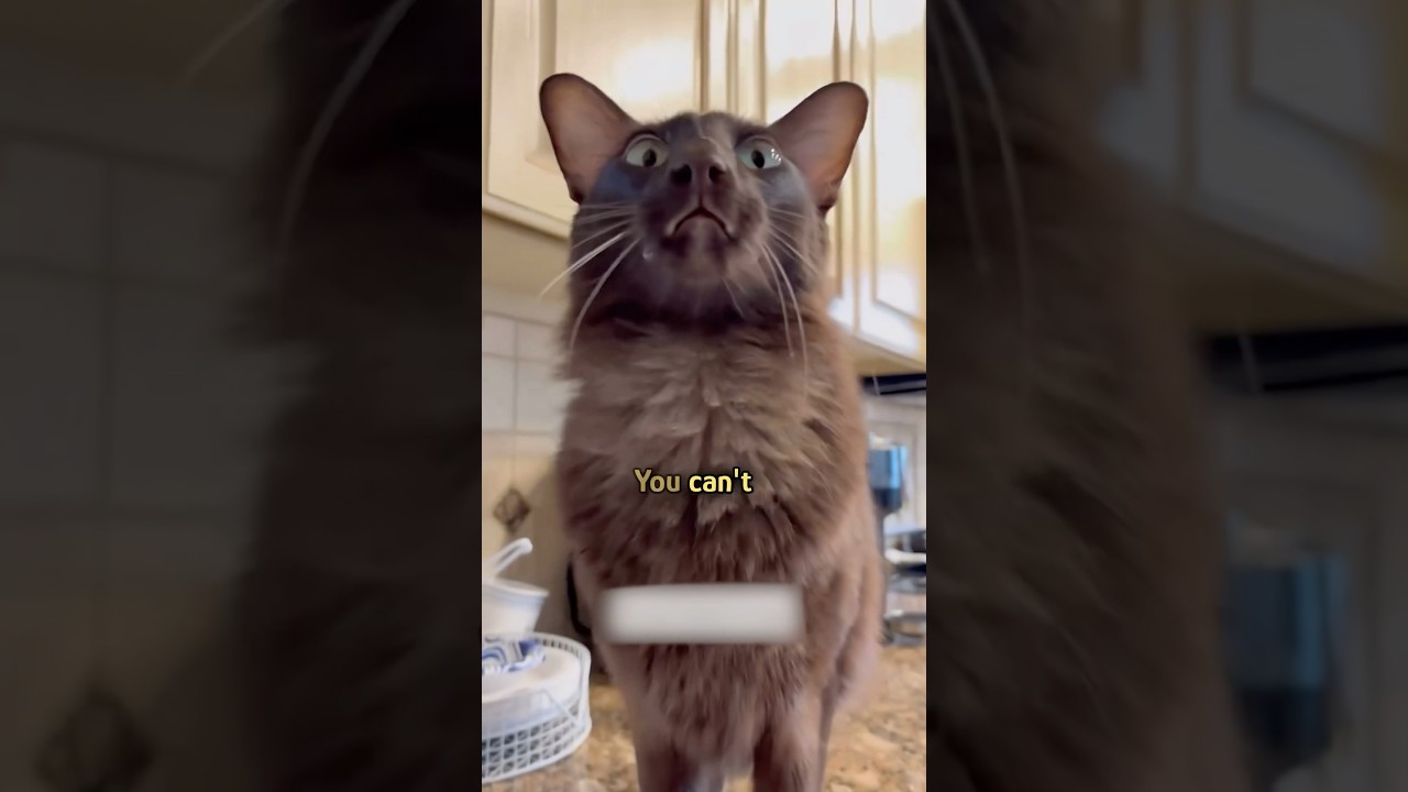 Cat argues with woman every day #shorts