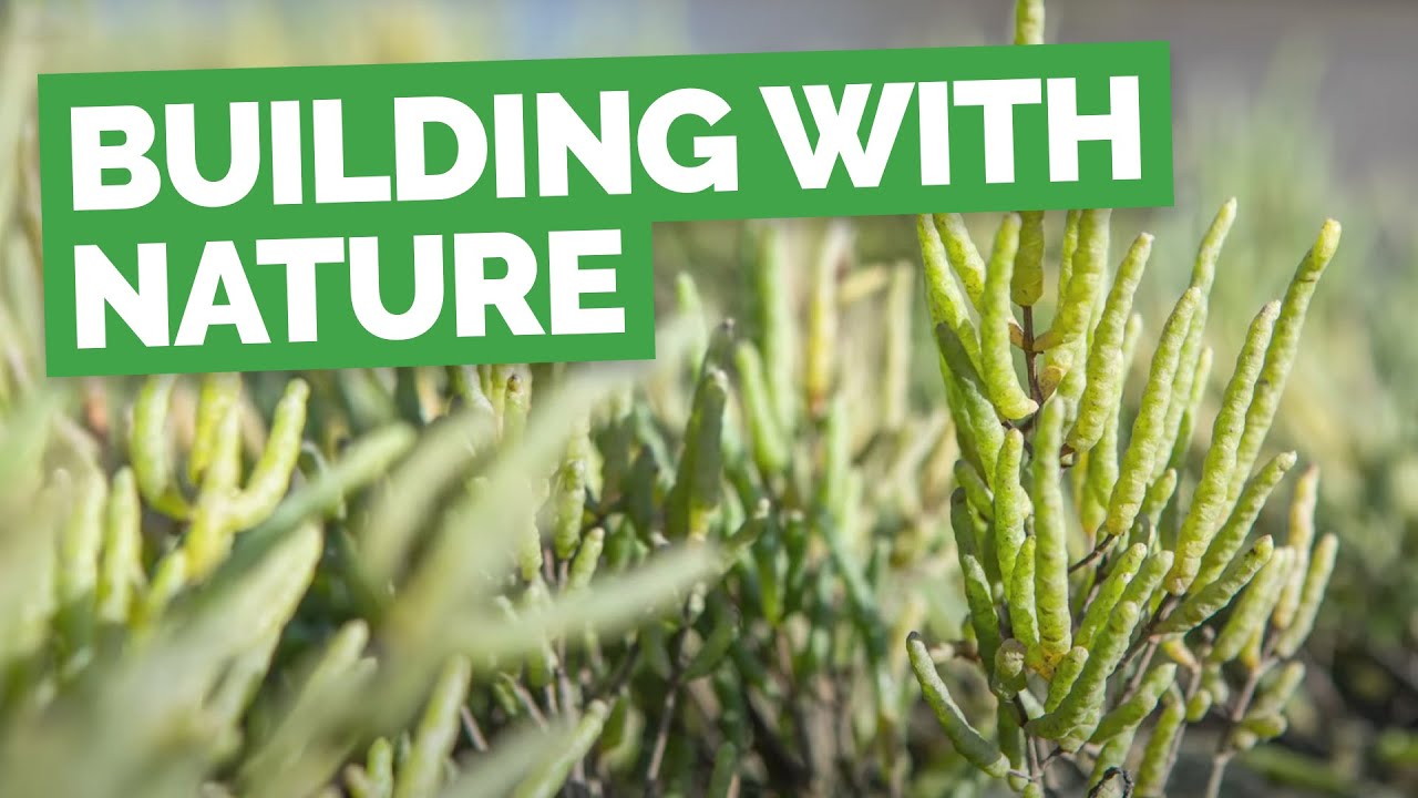 Building with Nature at Brightlingsea Harbour