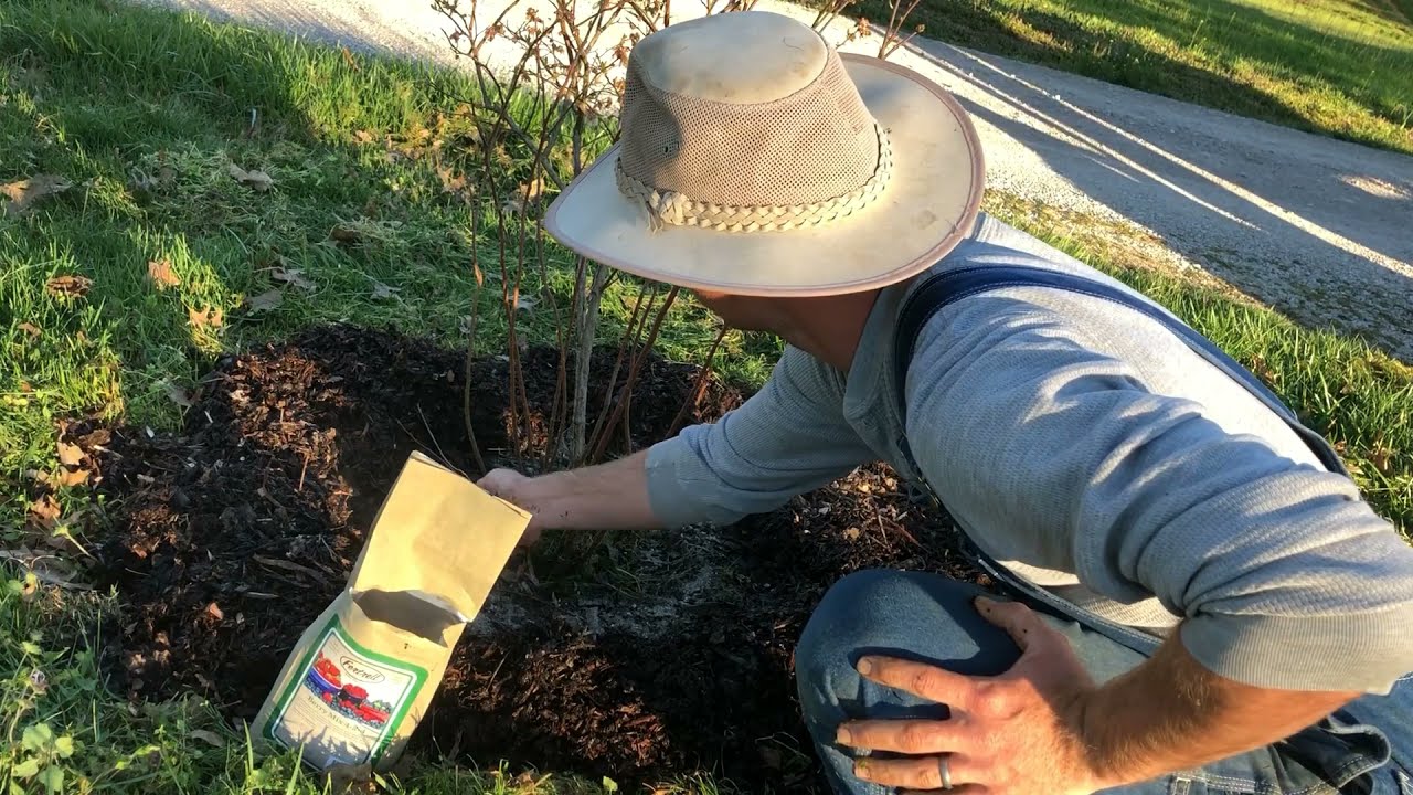 How to Fertilize Blueberry Plants Organically