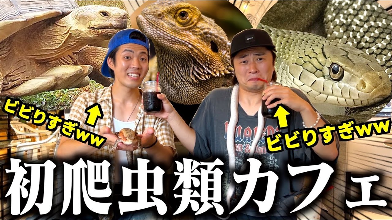 アラサー男4人で初めて爬虫類カフェにいったらビビりすぎて爆笑www