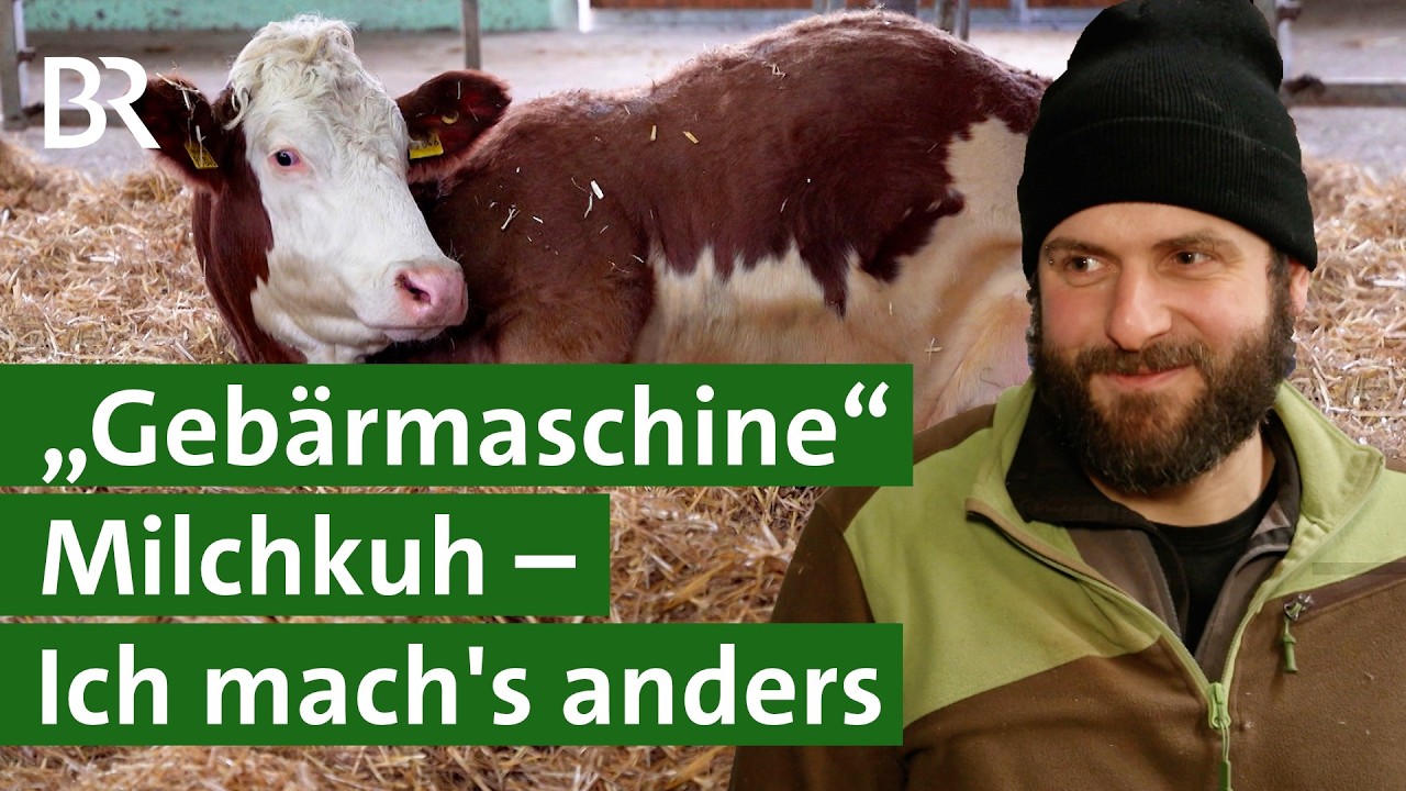 L&auml;ngere K&auml;lberpause f&uuml;r Milchk&uuml;he: Automatisch weniger Milch? | Unser Land | BR
