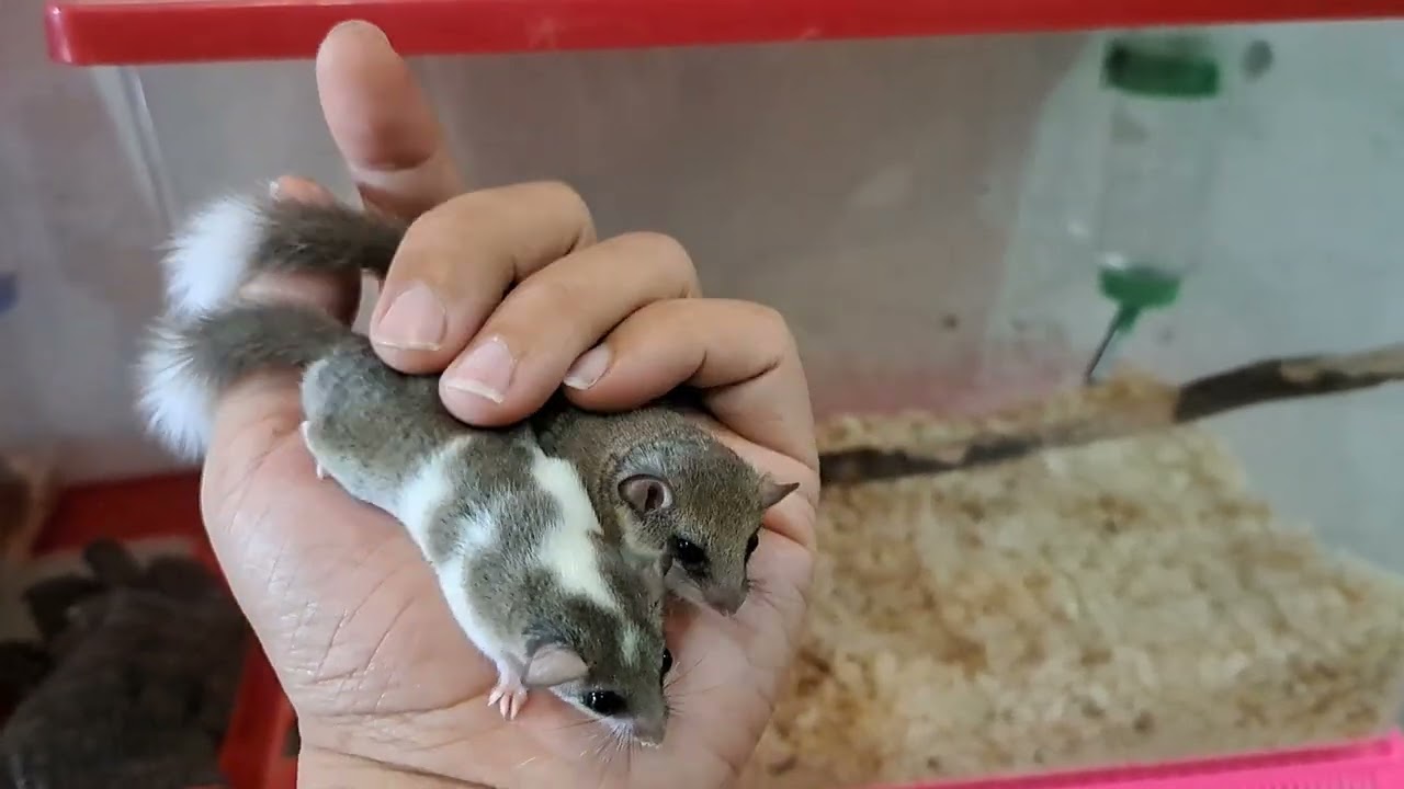 PIED AND WHITE TAIL DORMOUSE/AFRICAN PYGMY DORMICE/TUPAI MINI