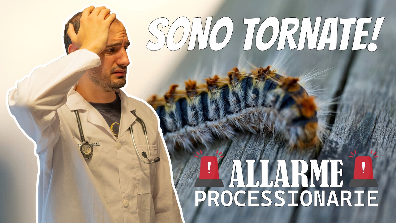 Allarme processionaria! Tutto quello che devi sapere.