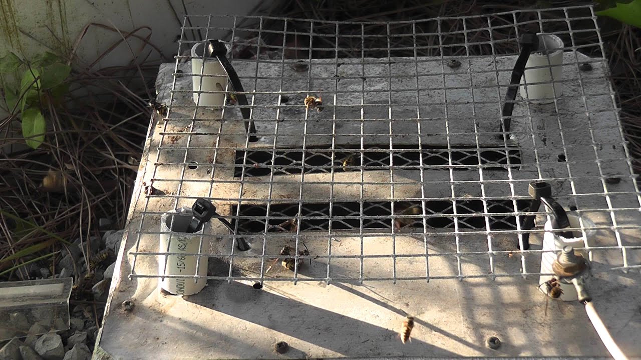 Wasps [part 14]    Single grid 15 kV