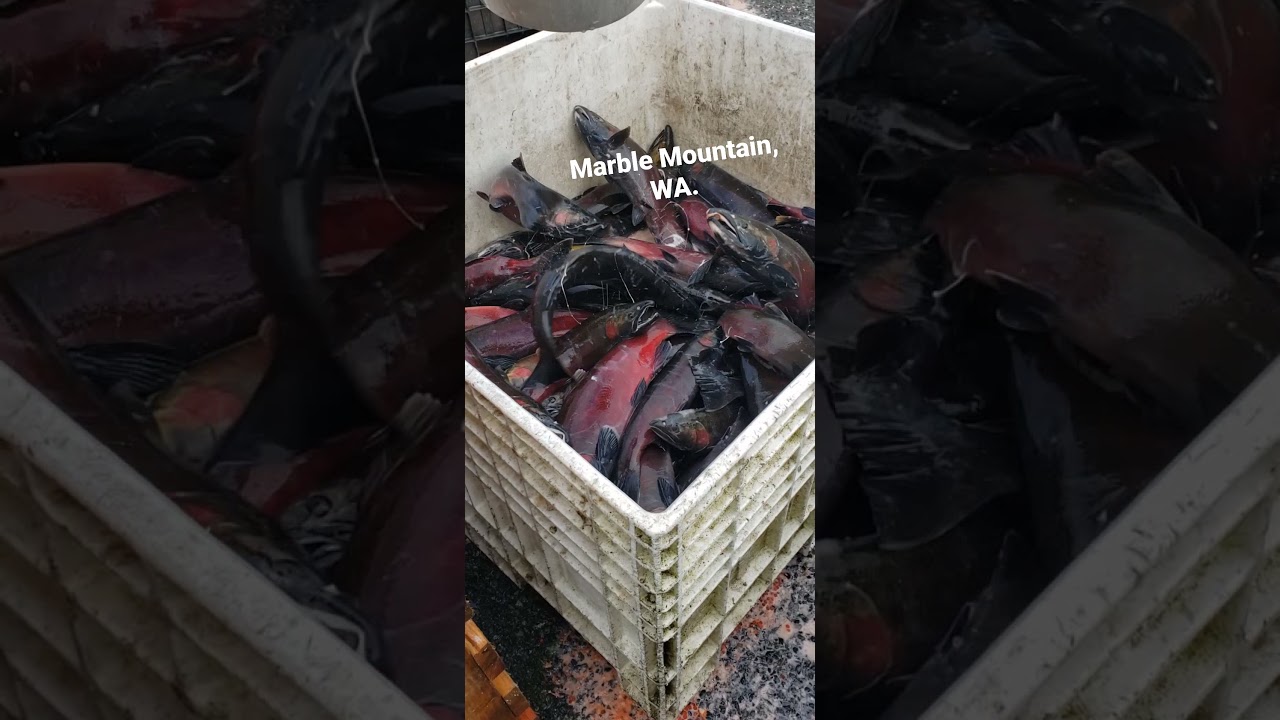 Harvesting coho at local salmon hatchery. the  roe alone rn is going for $30 a lb! I feel bad tho :(