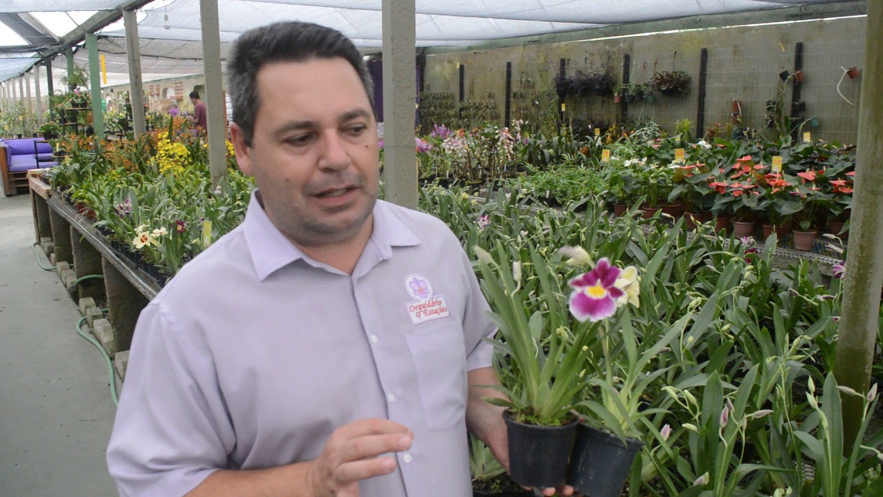 10% OFF Orquídea Miltonia Colombiana - www.orquidario4e.com.br