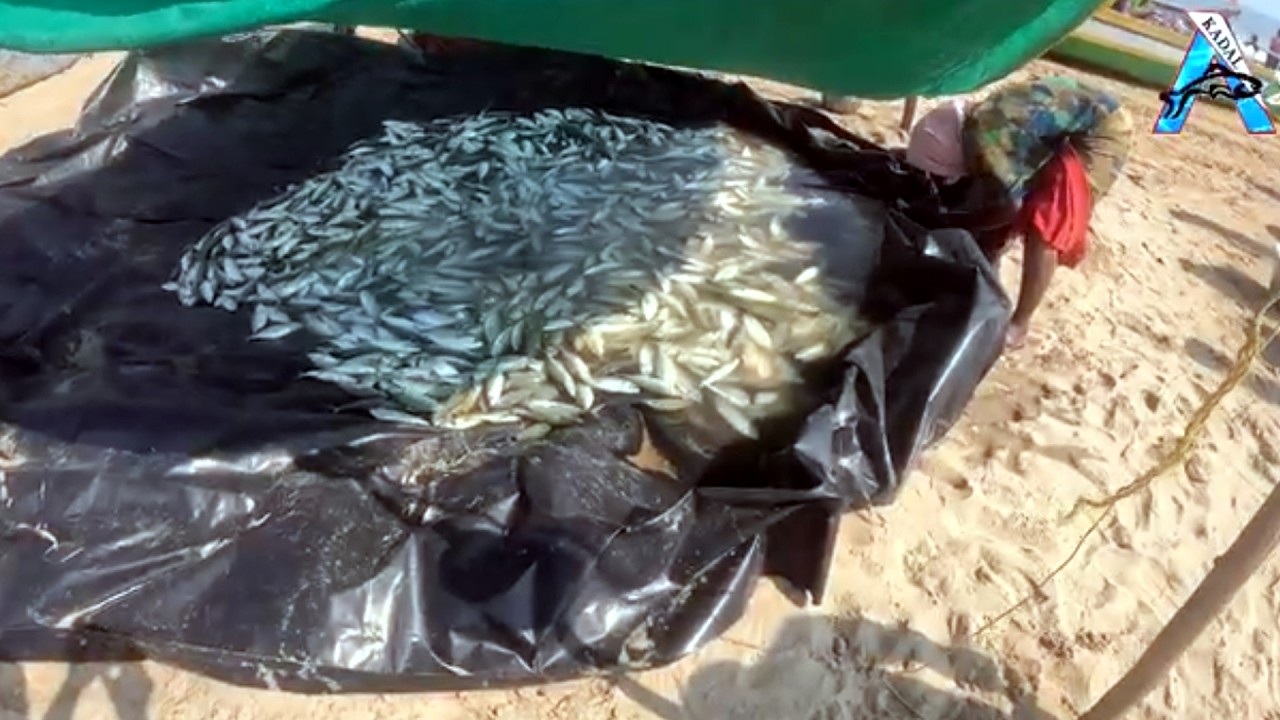 “Morning Fish Catch – Fresh from the Ocean” | “Fresh Sea Fish Collection by Fisherman” | #KadalTV
