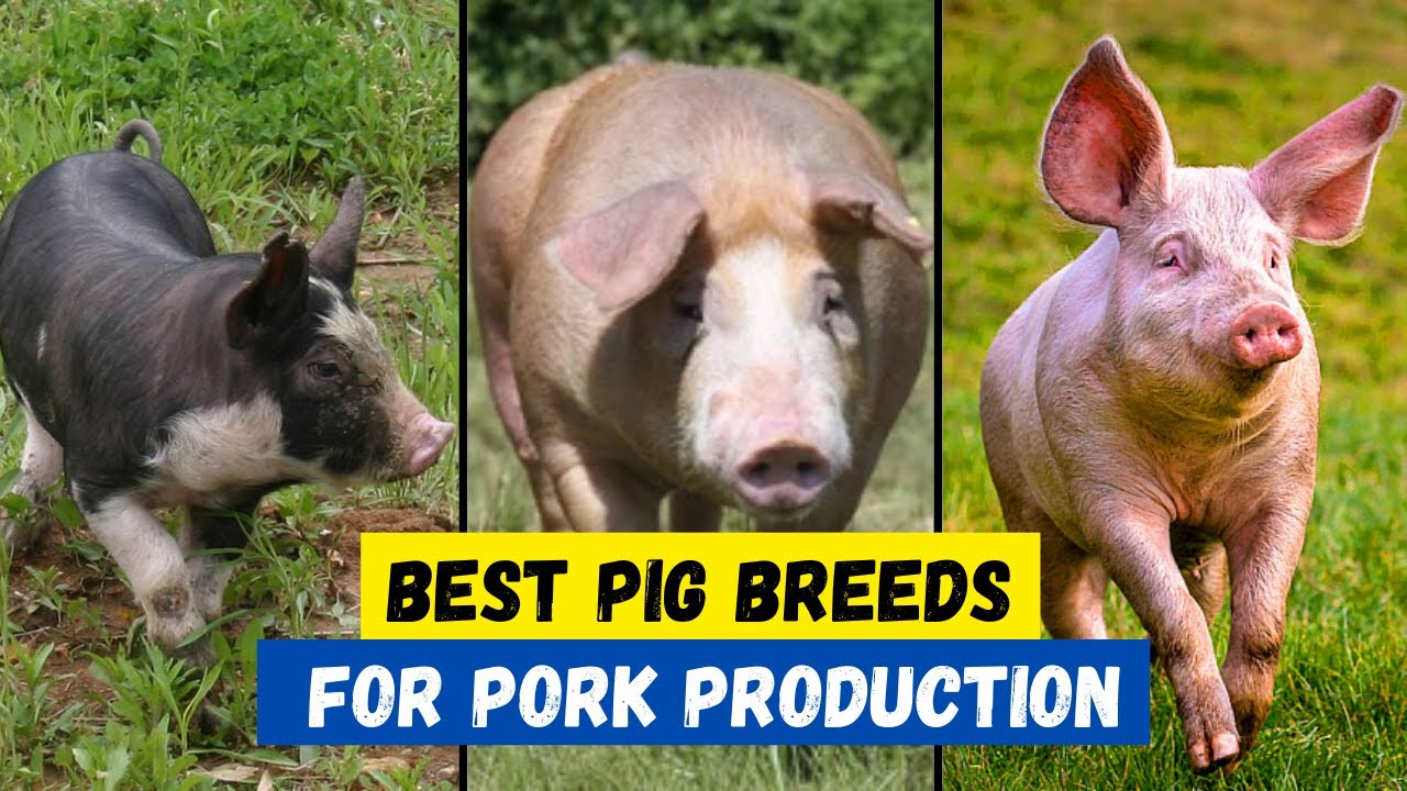 Top 10 Best Pig Breeds for Meat Production