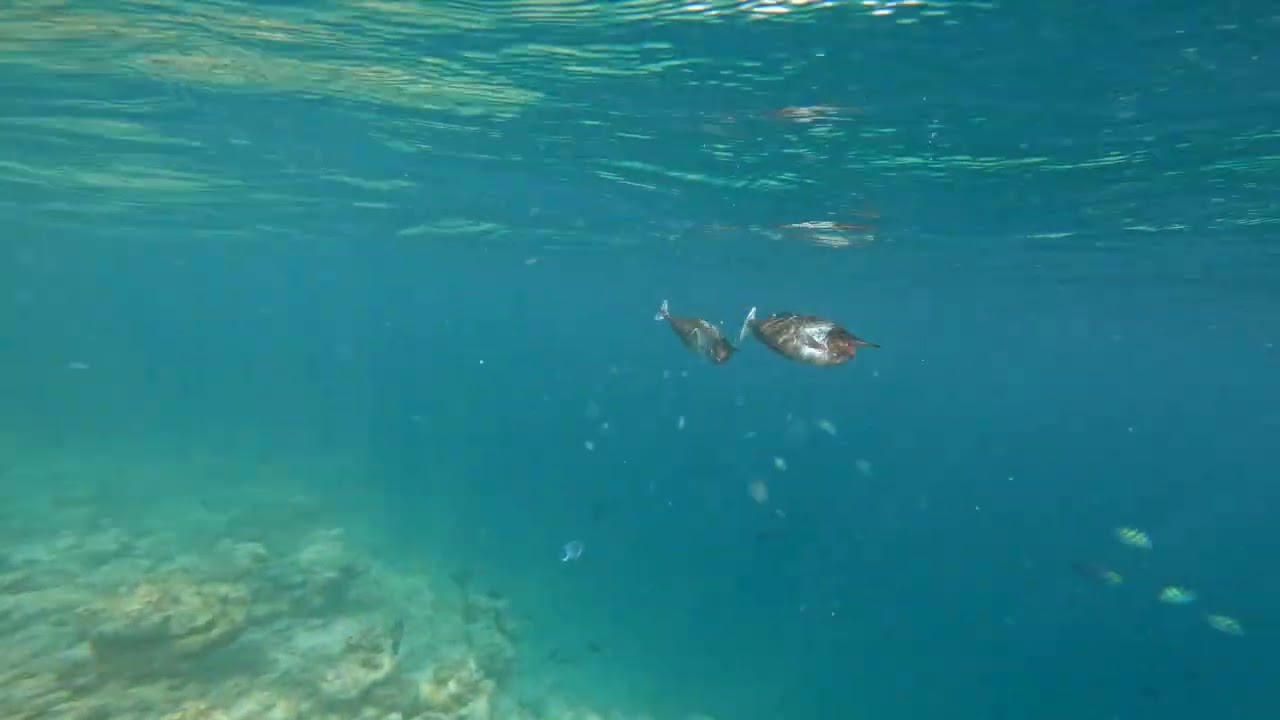 Maayafushi nuotata tra i coralli