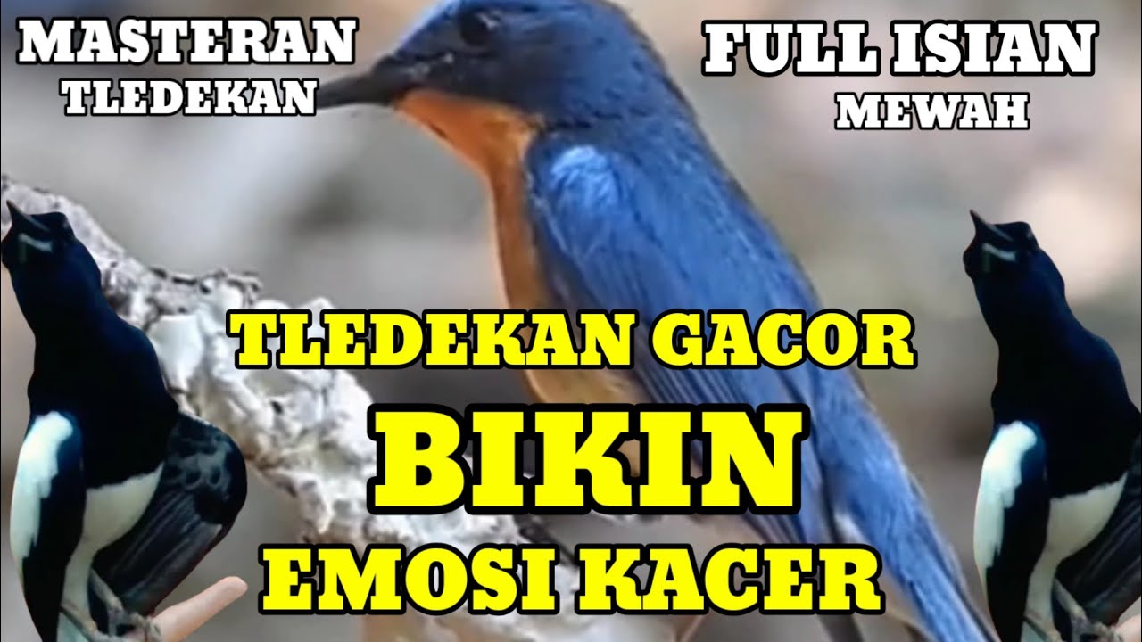 Bikin Kacer Emosi Buka Ekor.. Suara Tledekan Gunung Gacor Full Isian Tembakan Mewah | Masteran