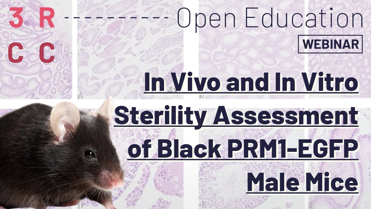 In Vivo and In Vitro Sterility Assessment of Black PRM1-EGFP Male Mice by Camilla Aniballi
