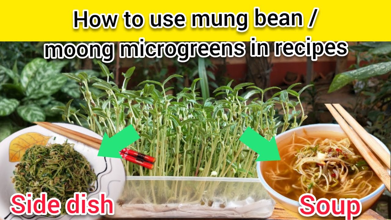 How to use mung bean microgreens in recipes | Mung bean / moong microgreen soup and side dish recipe