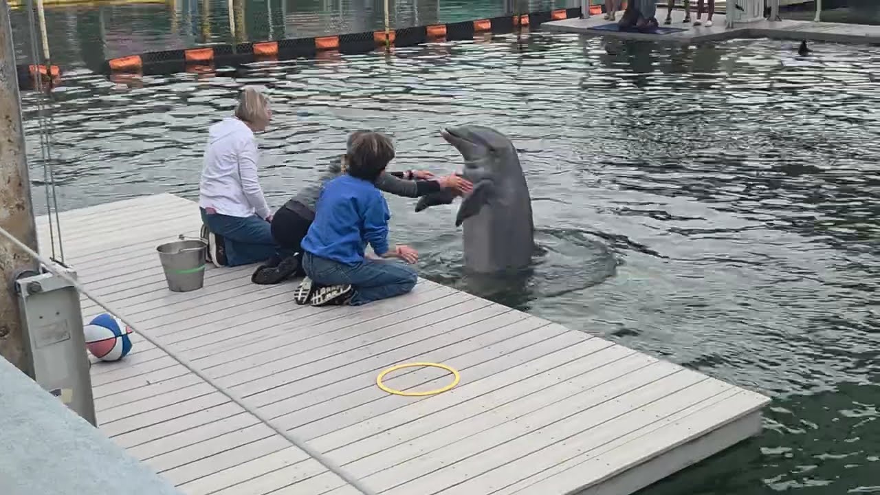 Dolphin fun @caregiversuccessbynancythenp#water #dolphins