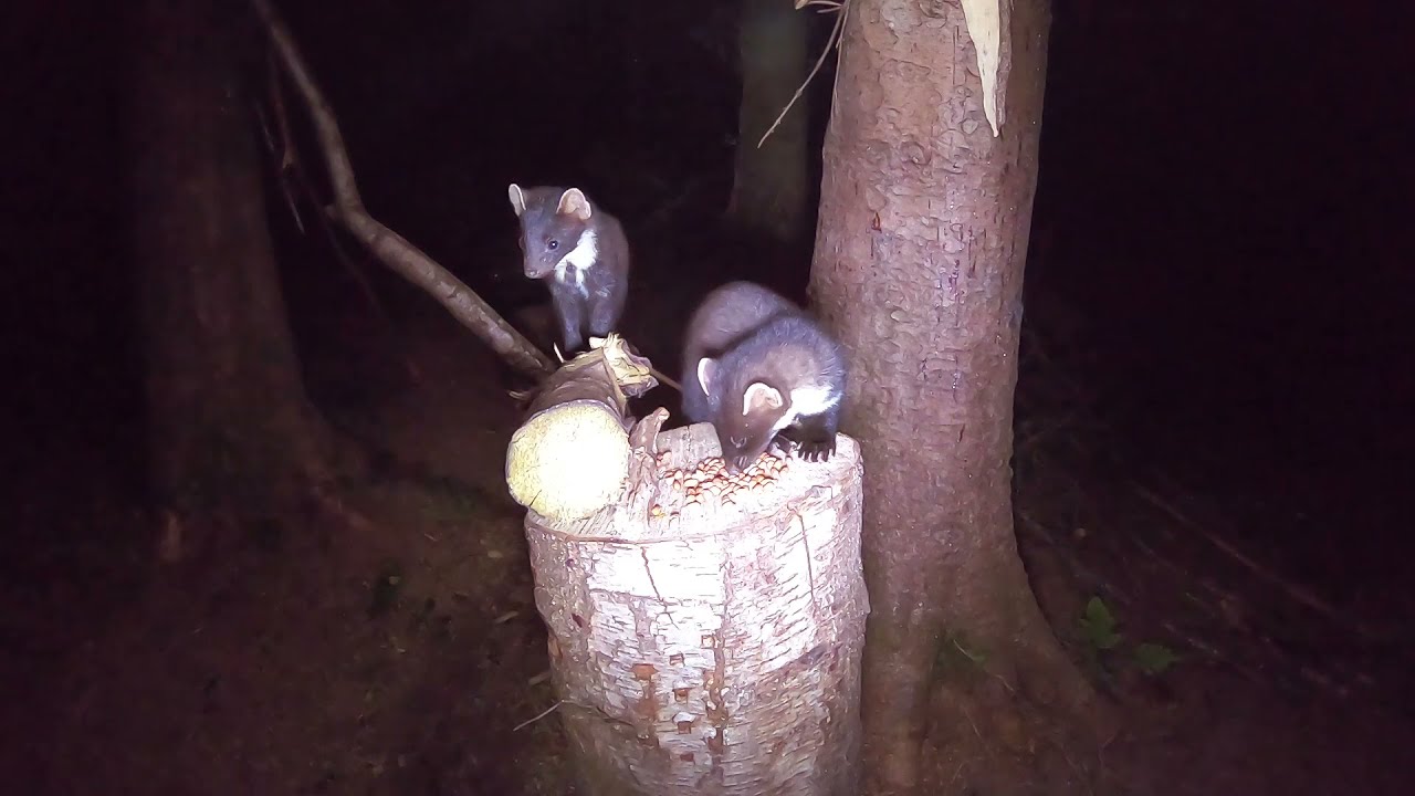 Thirty seconds of beautiful Irish Pine Martens
