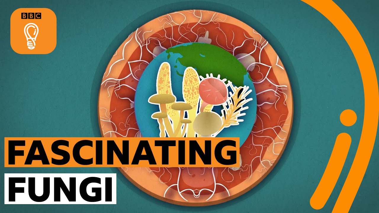 These fungi facts will blow your mind! 🍄 🤯 BBC