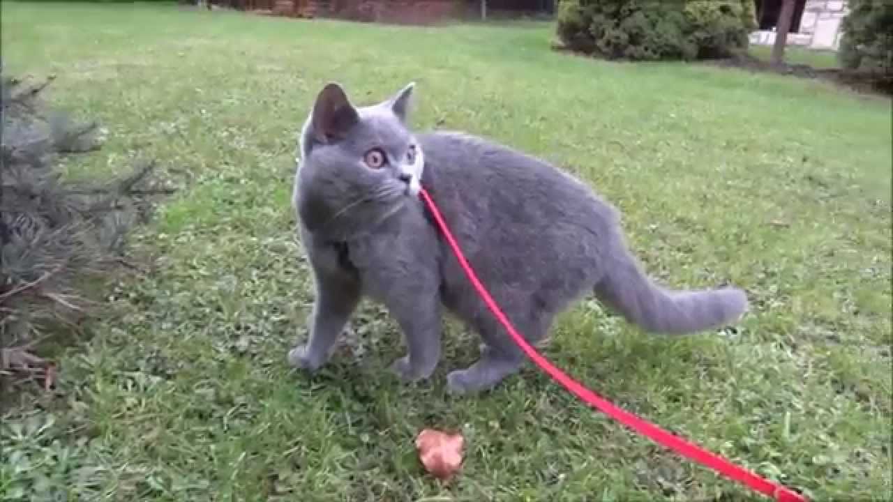 British Shorthair (Kessa - 6 months)
